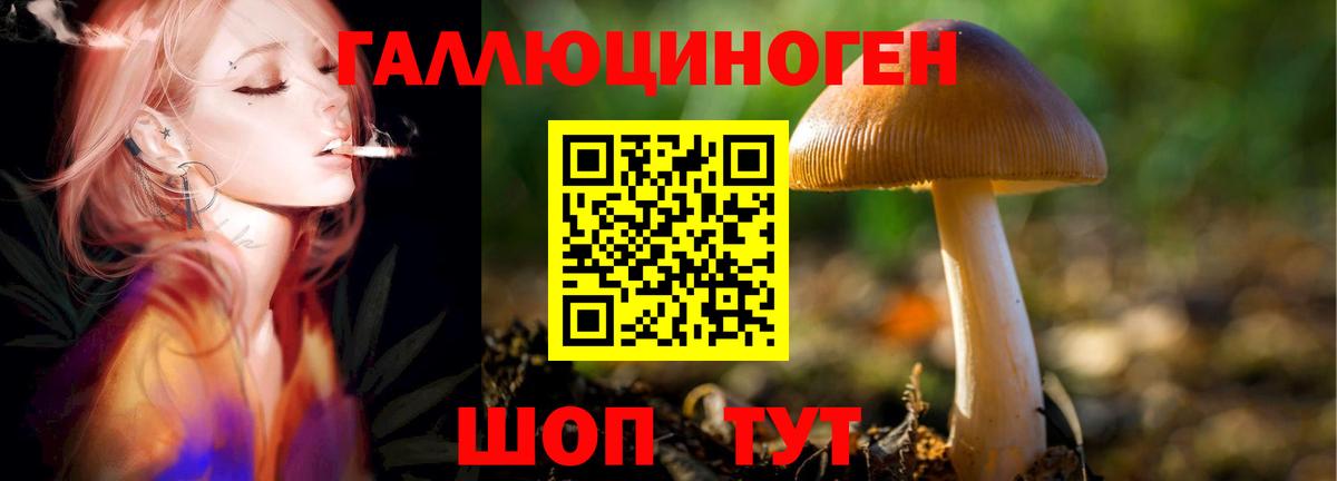 Галлюциногенные грибы Psilocybine cubensis Сыктывкар